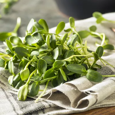 Microgreen Blends Photo