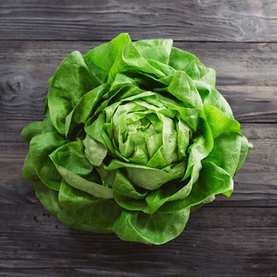 Living Lettuce Photo