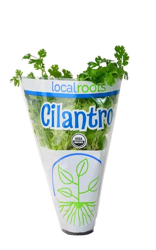 Local Roots Cilantro Living Herbs | Local Roots Produce | Local Roots Produce
