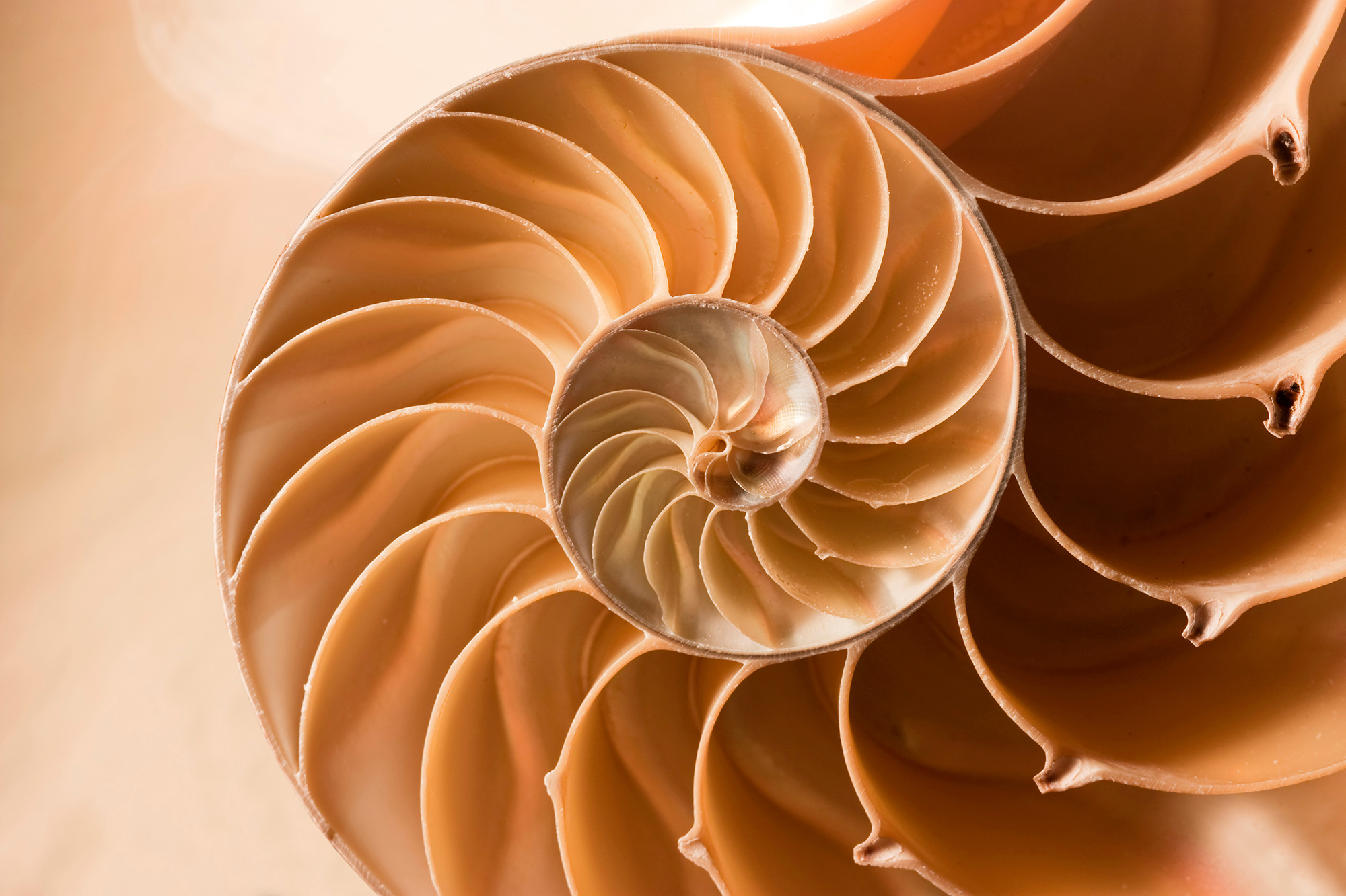 nautilus shell logo inspiration