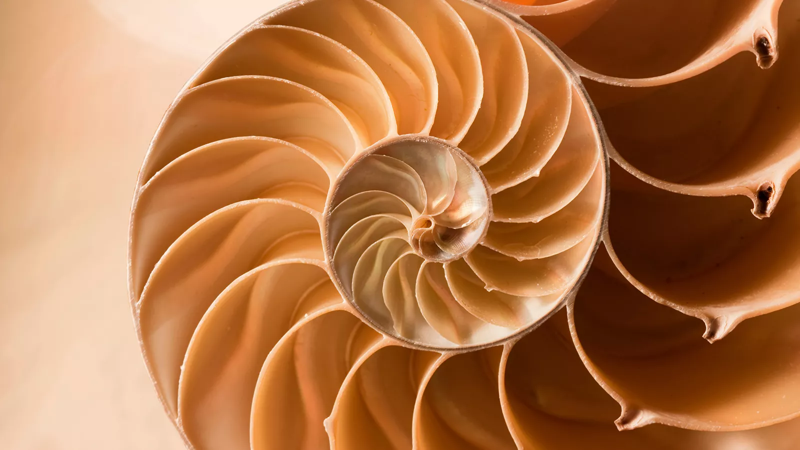 nautilus shell logo inspiration