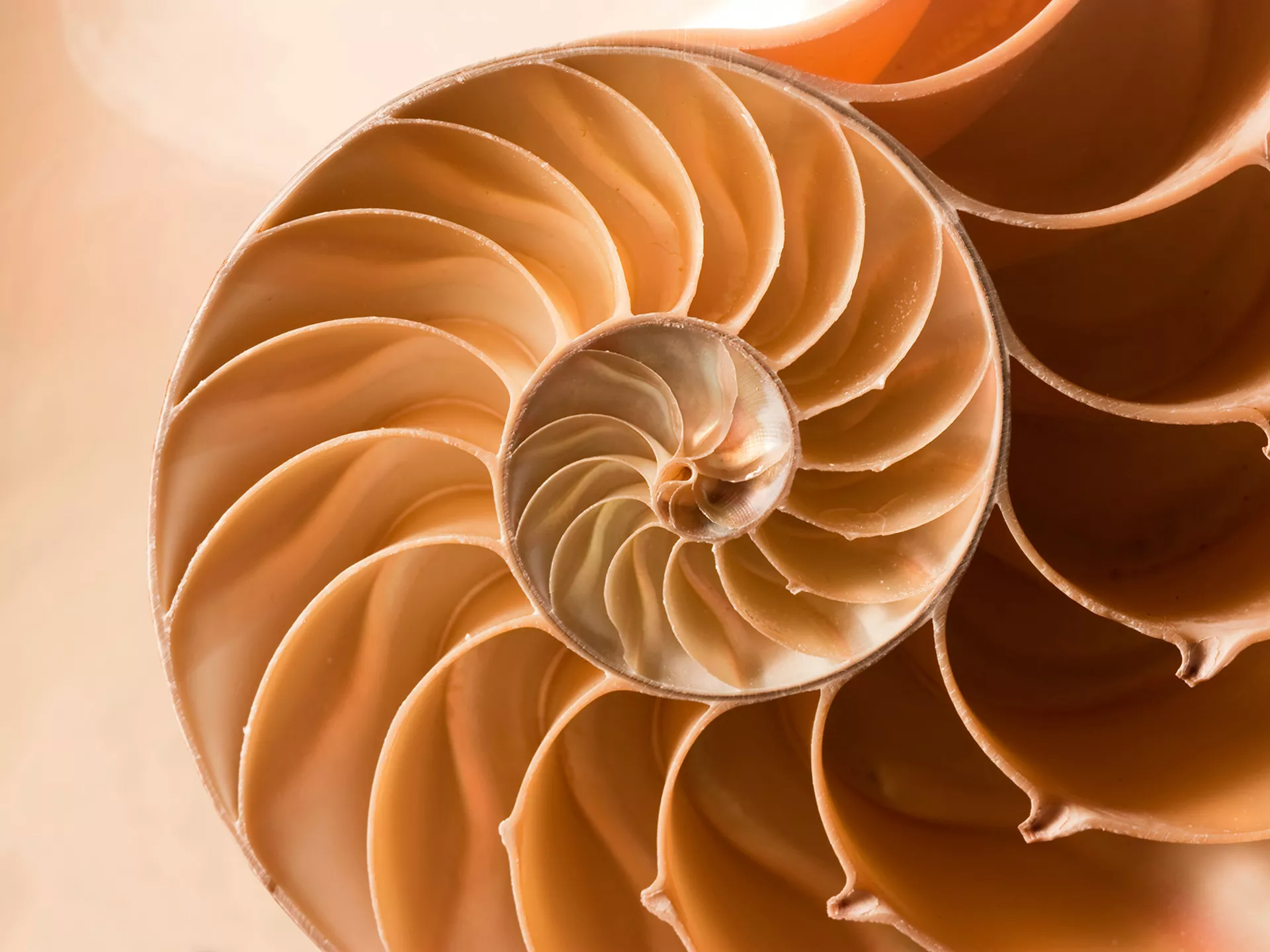 nautilus shell logo inspiration