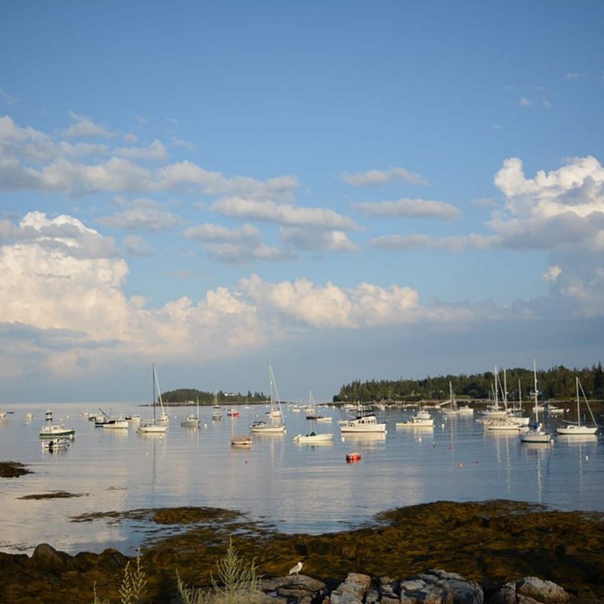 Image of Tenants Harbor
