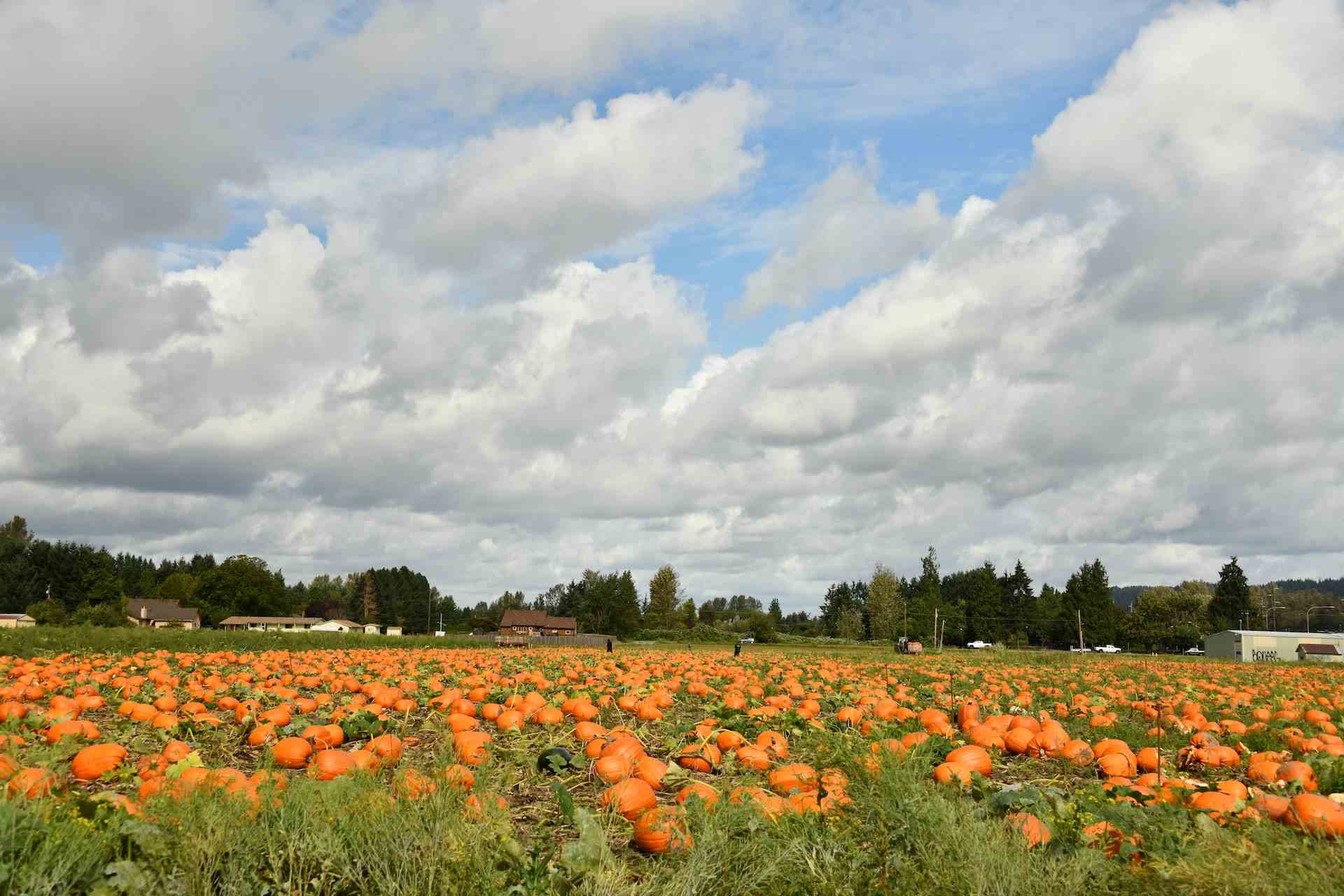 Pumpkin farm image