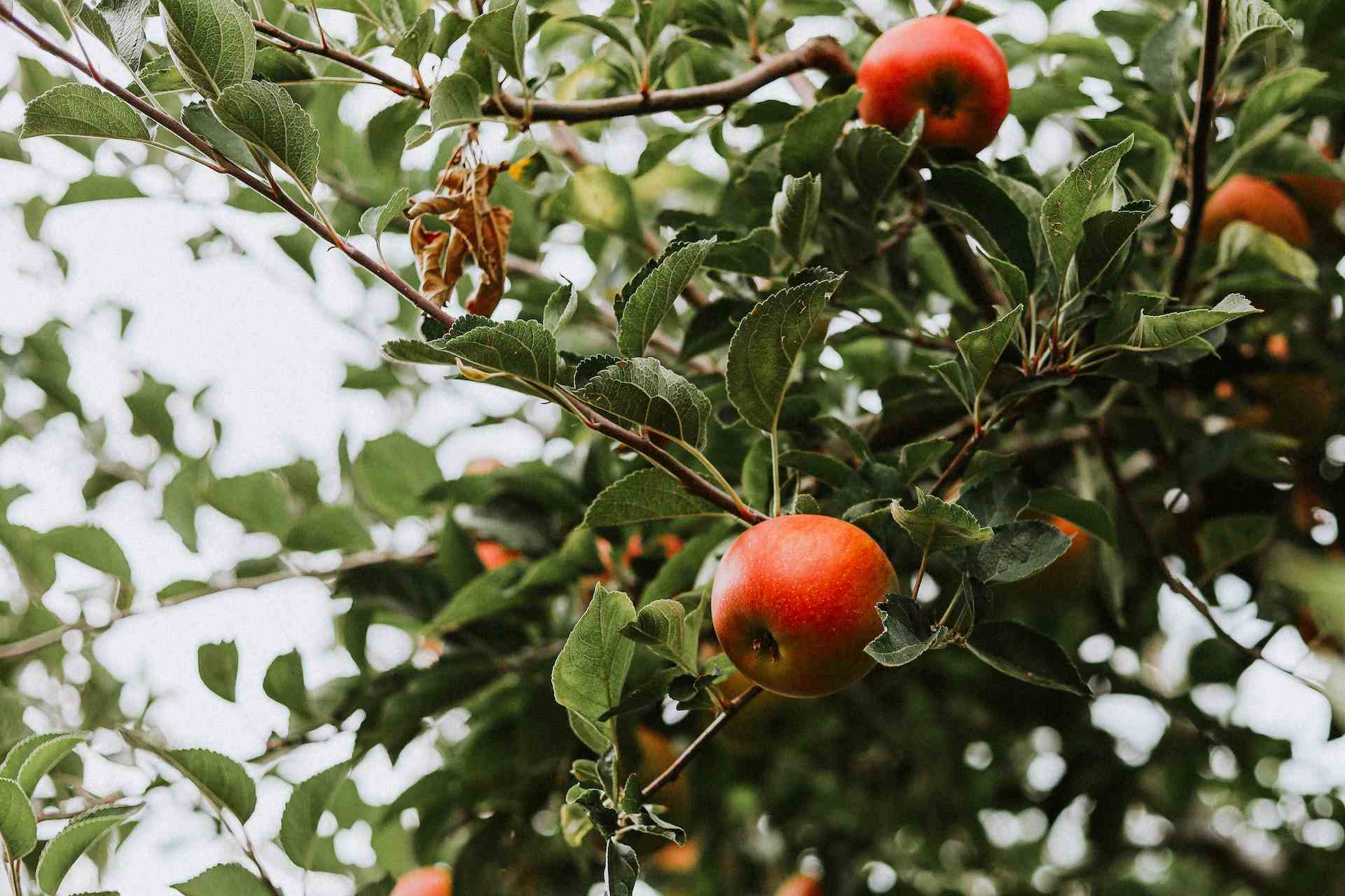 Apple on a tree