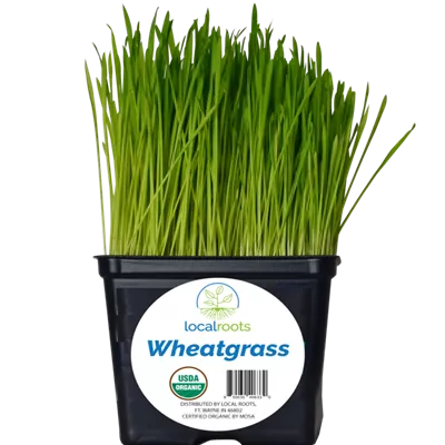Potted Wheatgrass Image