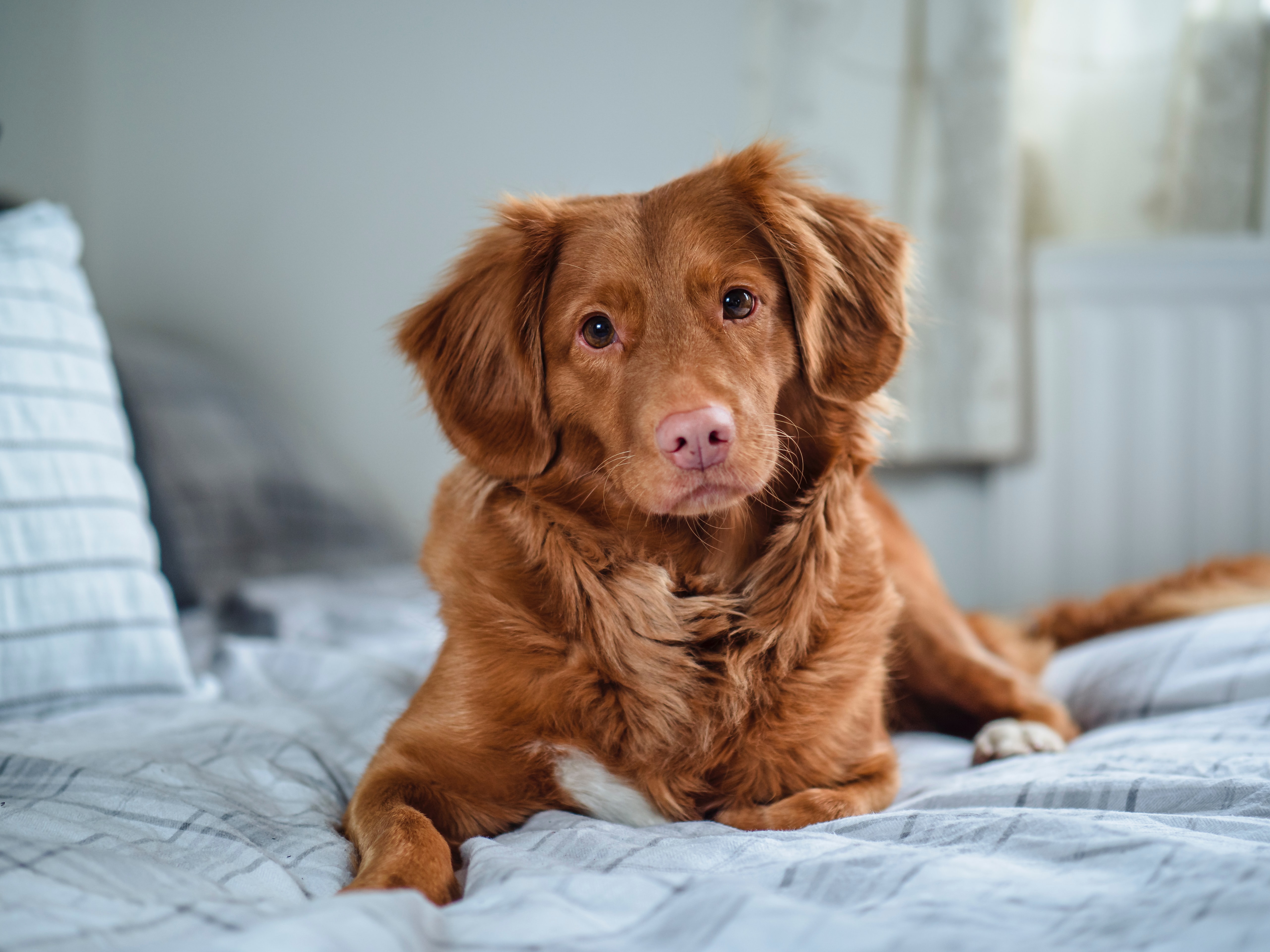 Pet Friendly | East Wind Inn