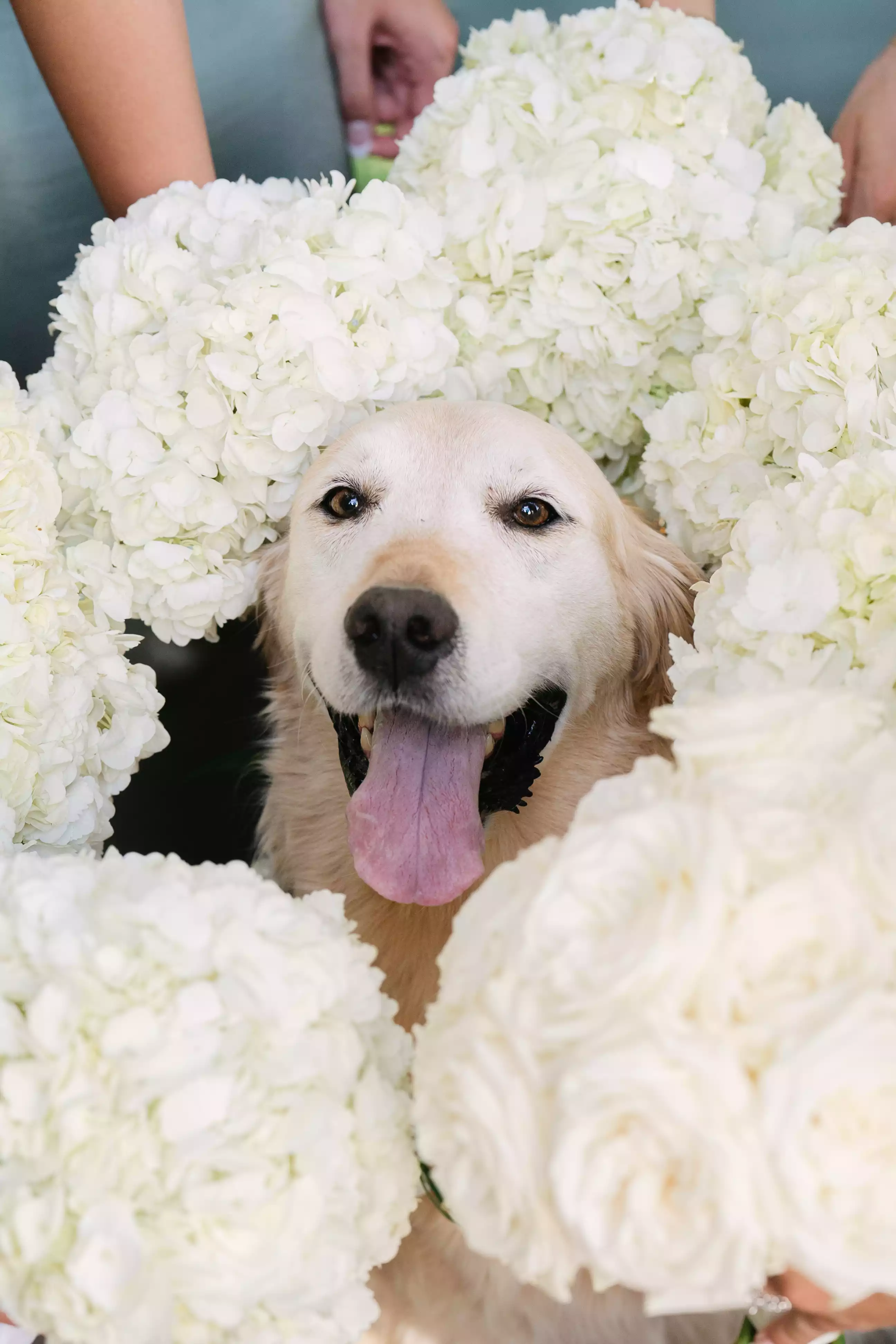 Puppy surrounded by flowers at wedding ceremony