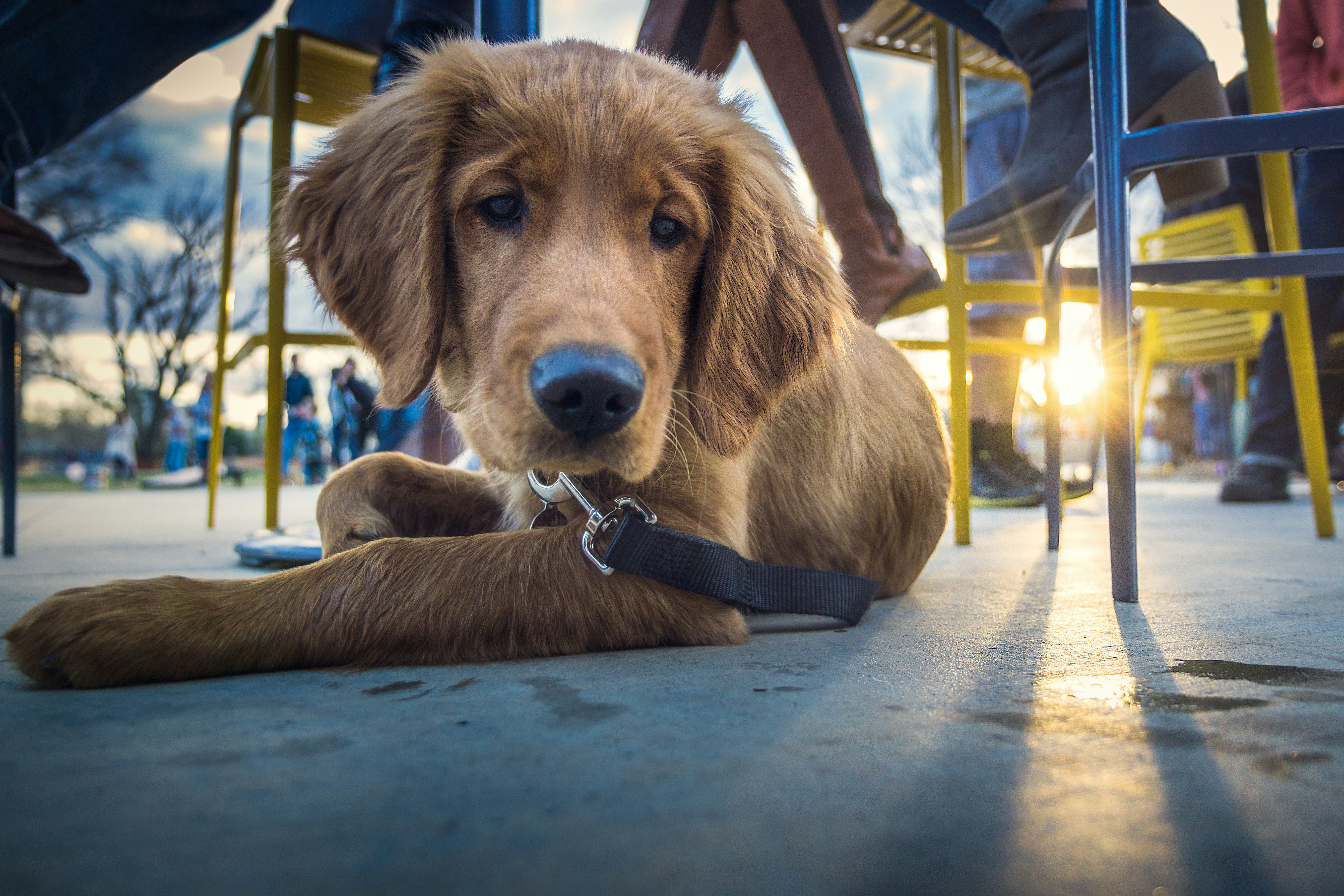 dog at the playground