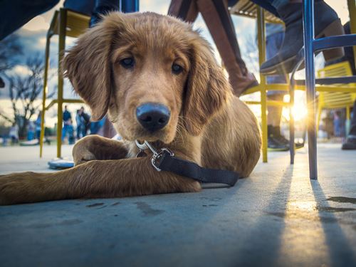 dog at the playground