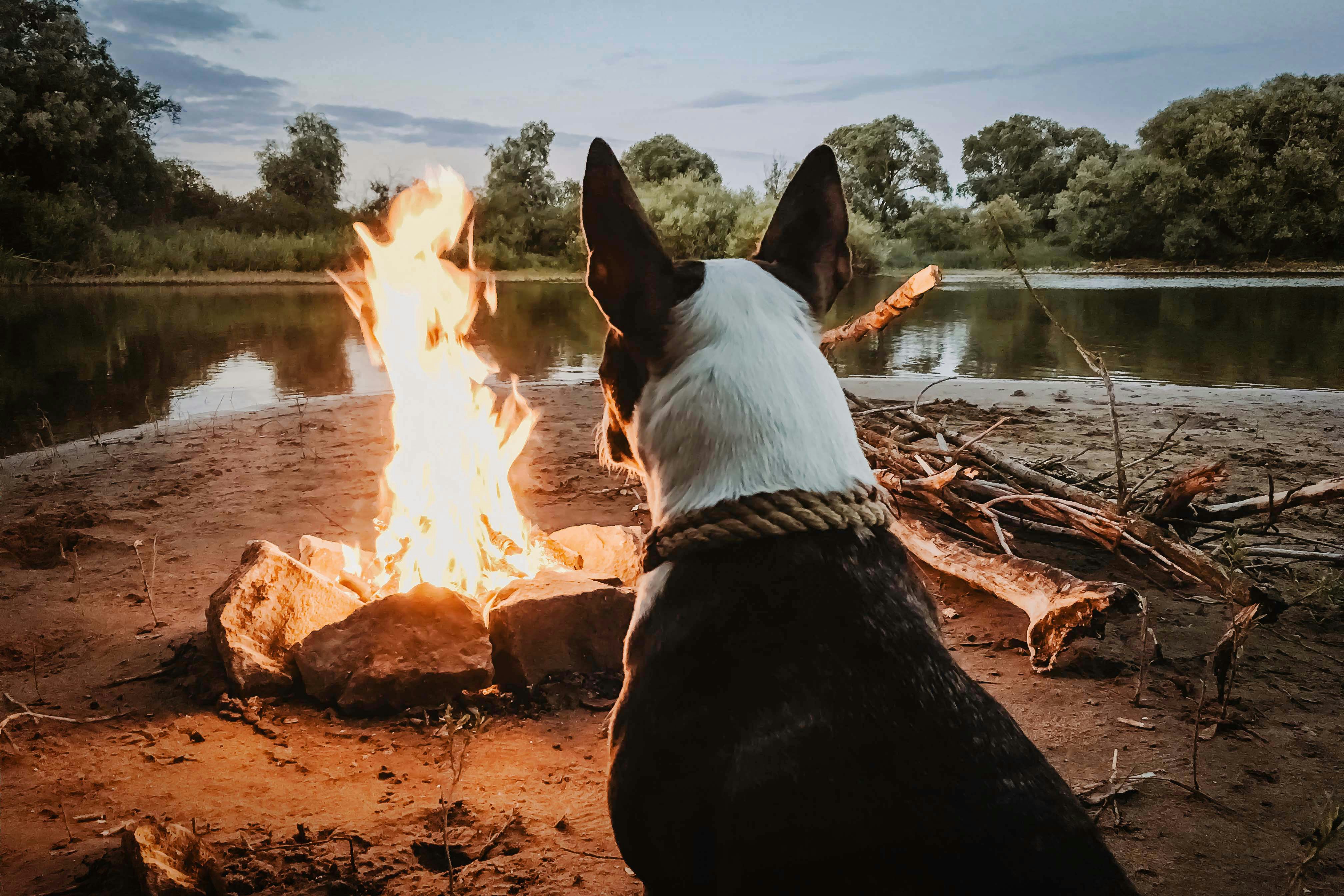 Dog by a campfire on the shore of a lake