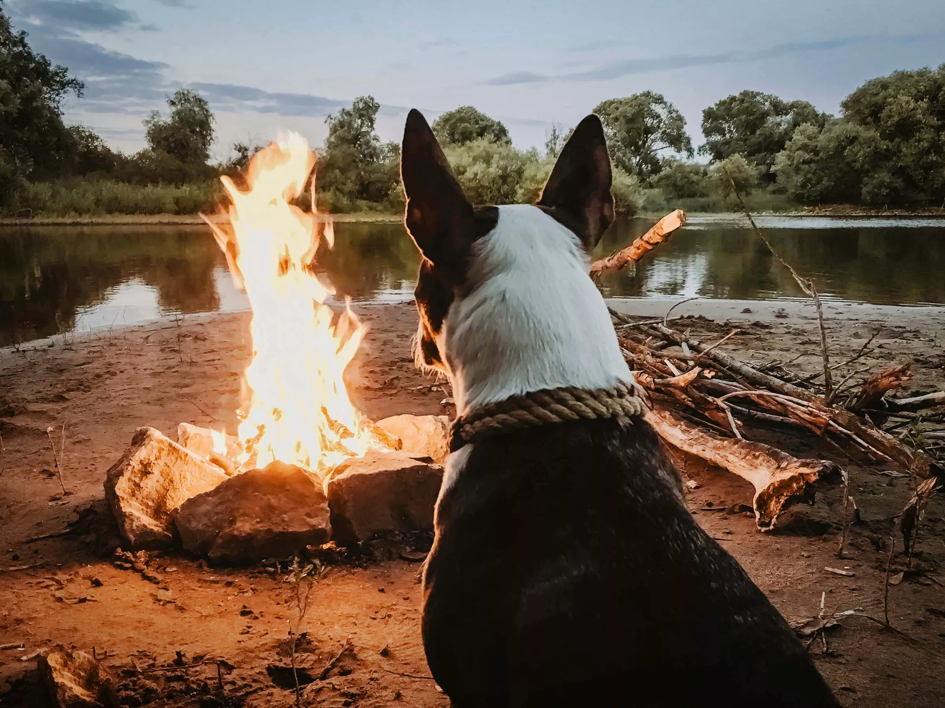 Dog by a campfire on the shore of a lake