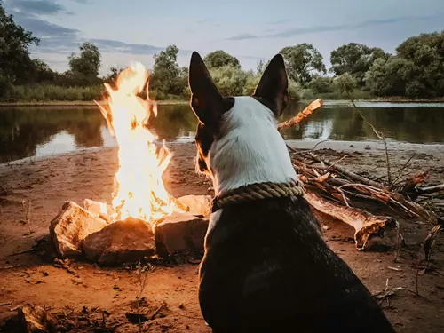 Dog by a campfire on the shore of a lake