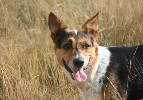 Image of The Family Dog