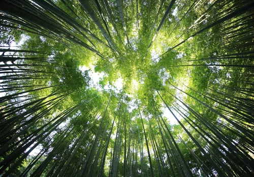 Image of Bangor City Forest