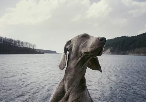 Image of The Ravenous Pig