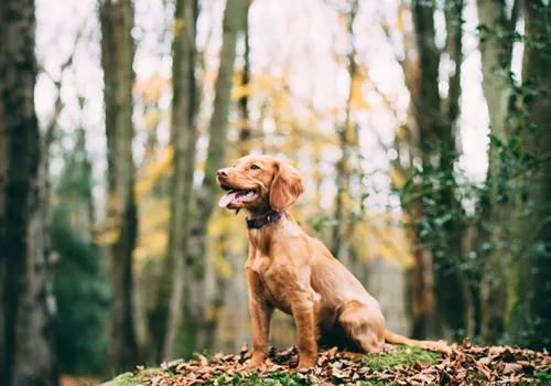 Image of 240 Rose Café