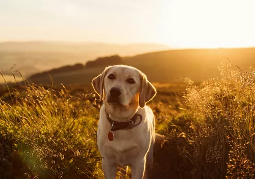 Image of Shake Shack