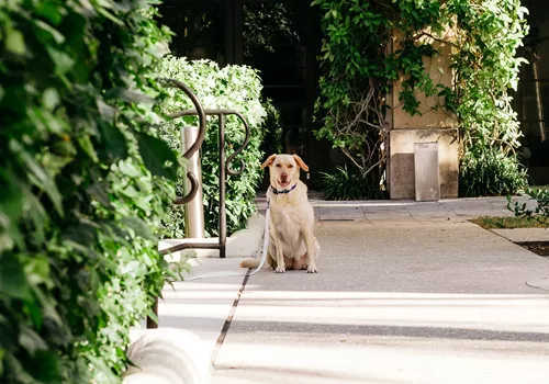 Image of Gemini Springs Dog Park (DeBary FL)