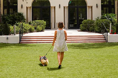 Dog sitting next to suitcases