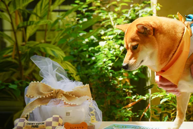 Pet Amenities at The Alfond Inn