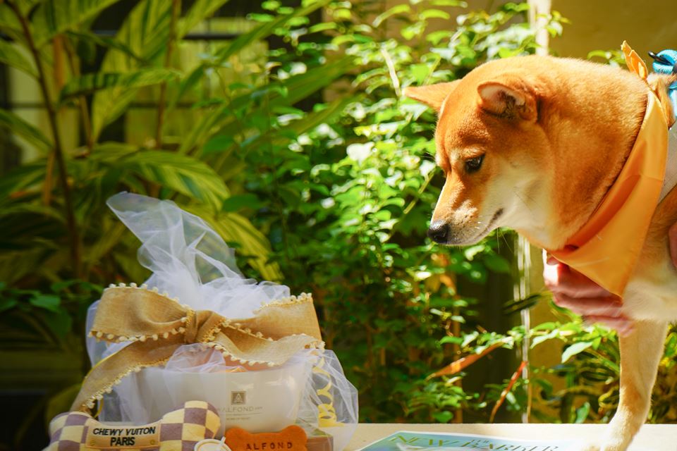 Pet Amenities at The Alfond Inn