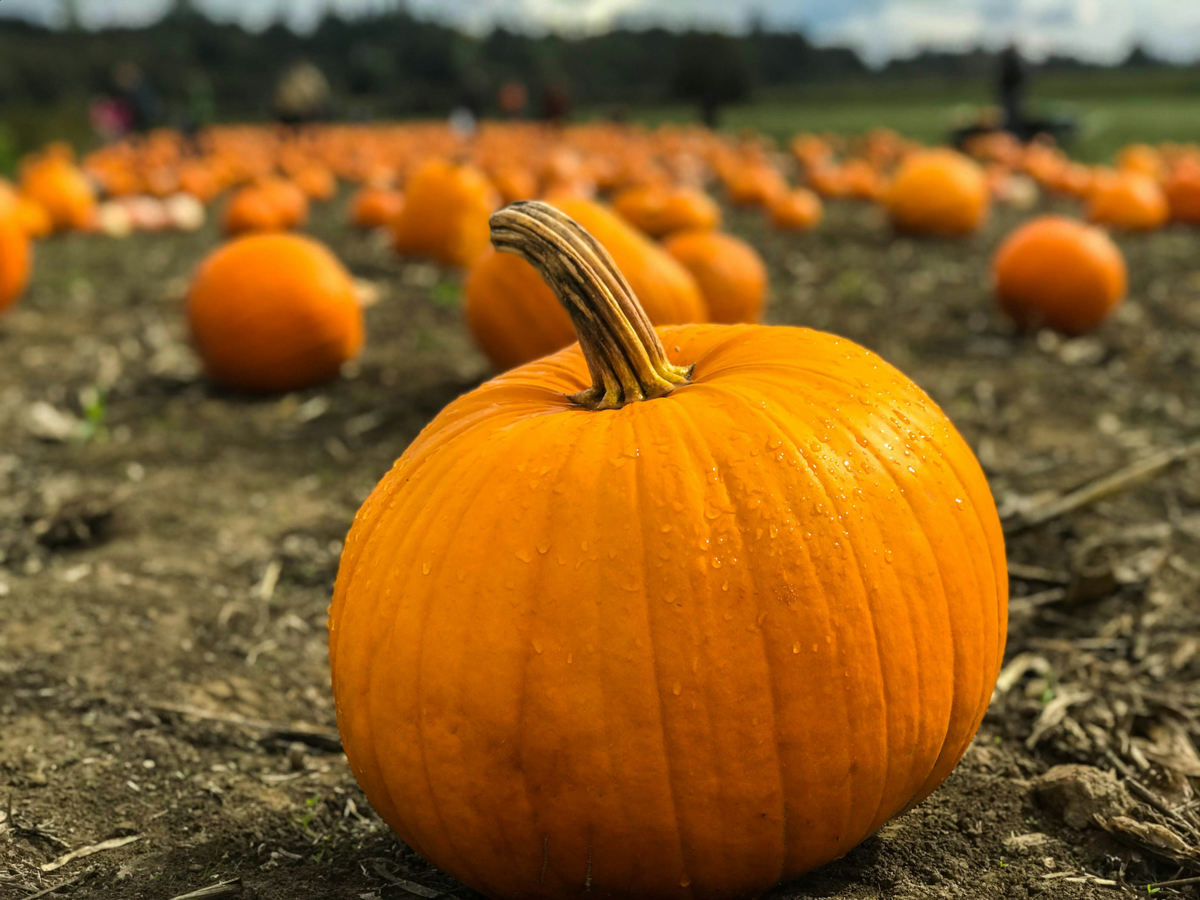 Image of Damariscotta Pumpkinfest & Regatta