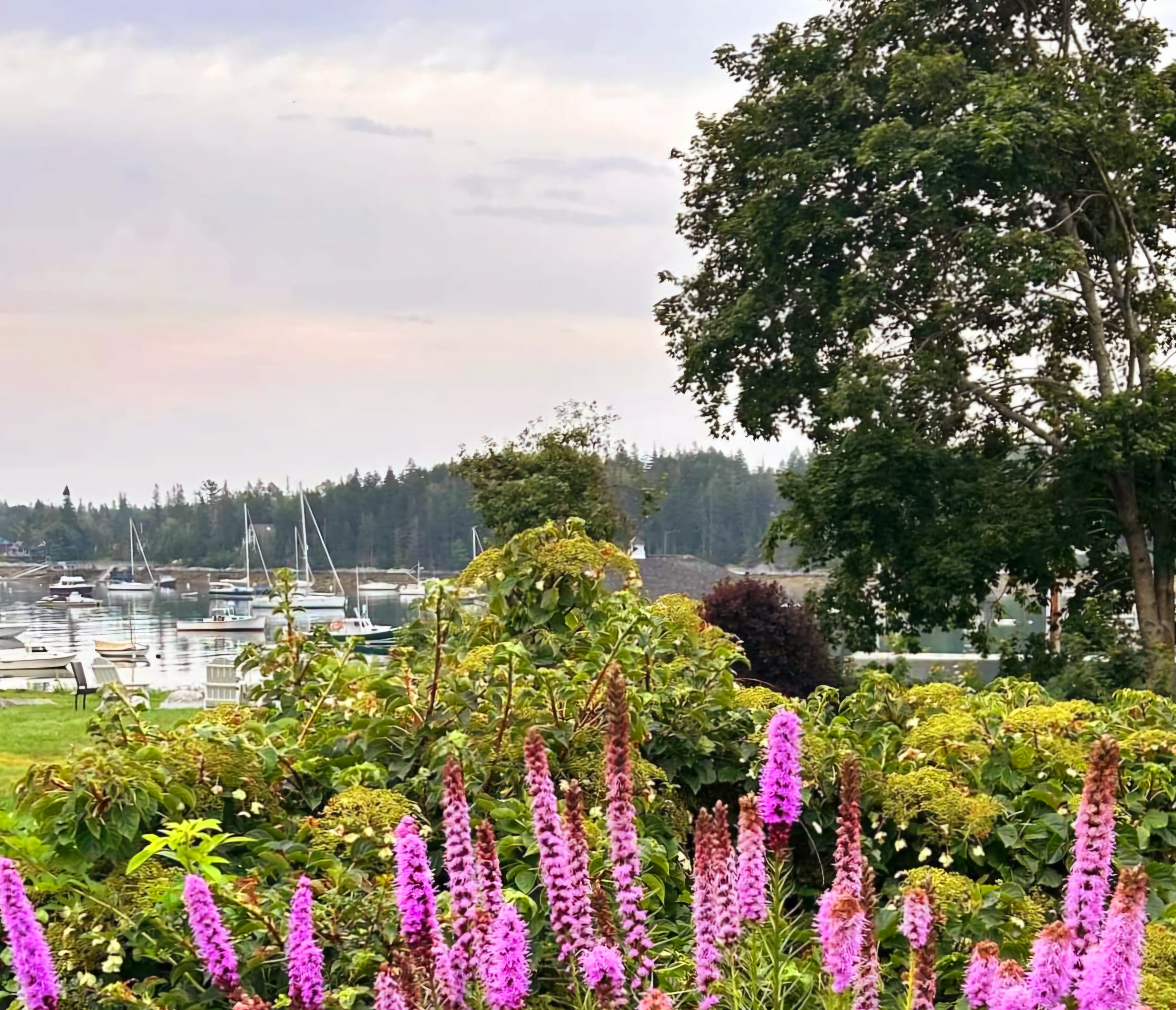 Image of Tenants Harbor