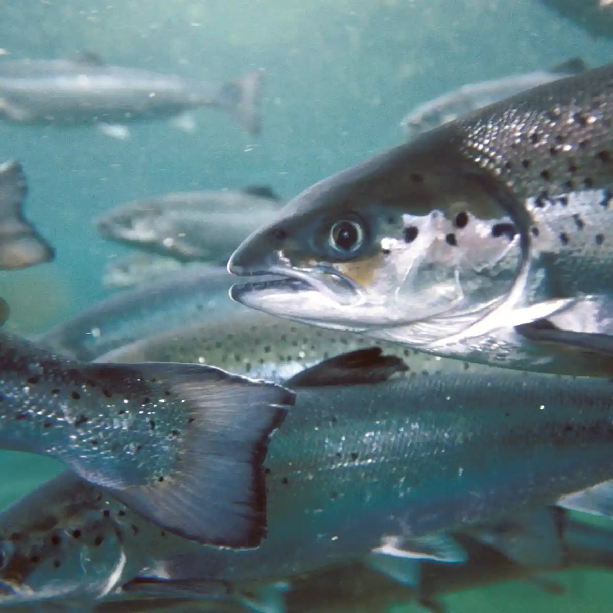 Our Past Work | Recirculating Aquaculture Design | PR Aqua