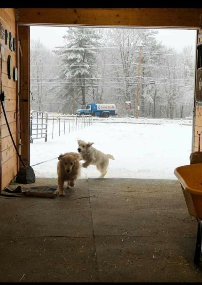 Pup Pride Local Pride Heating and Oil