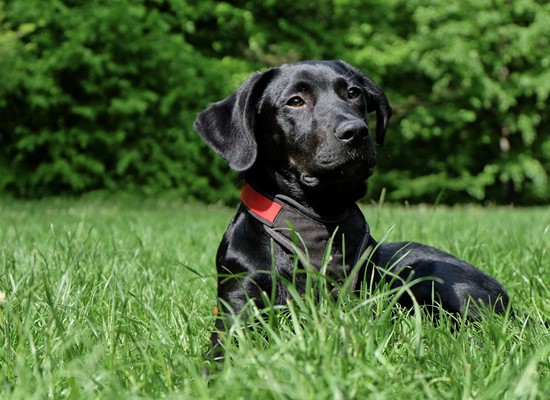 Ogunquit Dog Park image